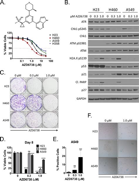 Figure From The Orally Active And Bioavailable Atr Kinase Inhibitor