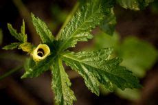 Spots On Okra Leaves What Causes Okra With Leaf Spots Gardening