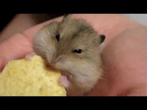 Cute Dwarf Hamsters