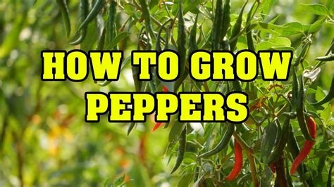 Spice Up Your Garden How To Grow Peppers Youtube