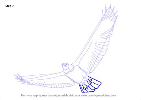 Learn How To Draw A Bald Eagle Flying Bird Of Prey Step By Step