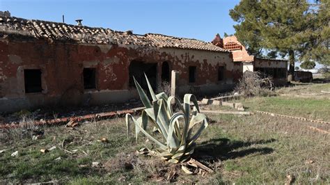 El género Agave en la meseta castellana nuevas citas para la provincia