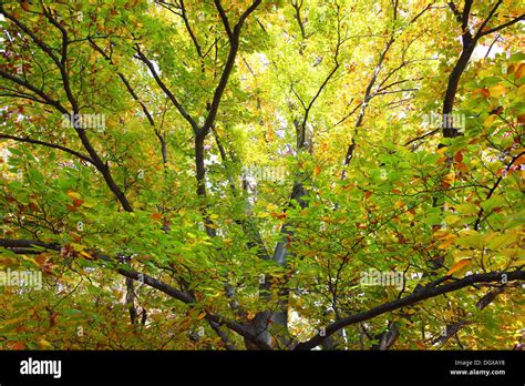 Old Beech Tree With Autumn Foliage Fagus Sylvatica Stock Photo Alamy