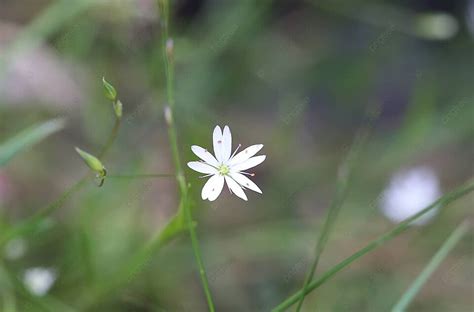 Blomster Hvite Hvite Blomster Macro Fotografi Photo Background And