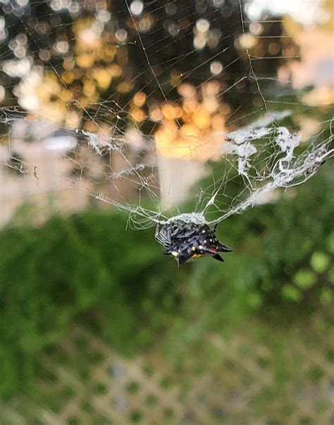 What The Fuck Kind Of Spider Is This R NewOrleans