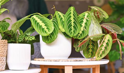 5 Simple Expert Tips For How To Care For Prayer Plants Livingetc