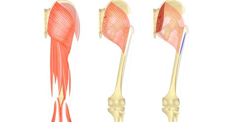 Gluteal Muscles Diagram