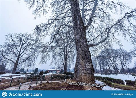 The Snow Covered View of Shalimar Bagh Mughal Garden during Winter ...