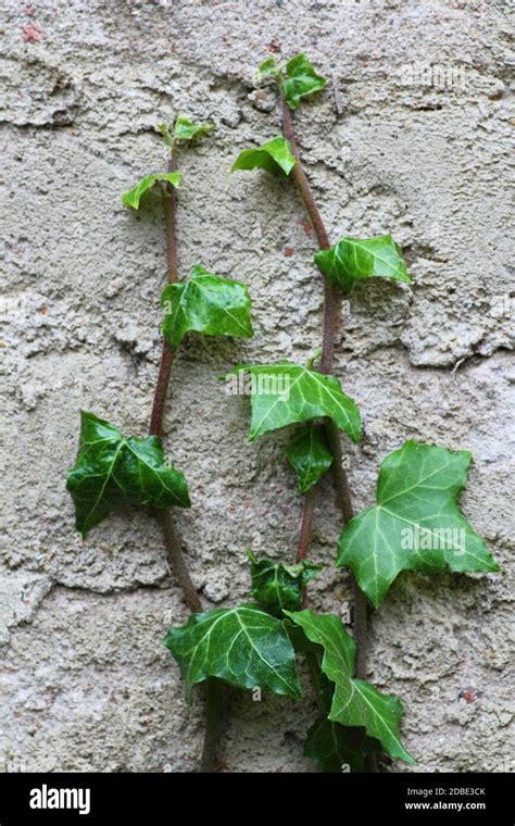 Hedera Helix Common Ivy Climbing On Concrete Wall Stock Photo Alamy