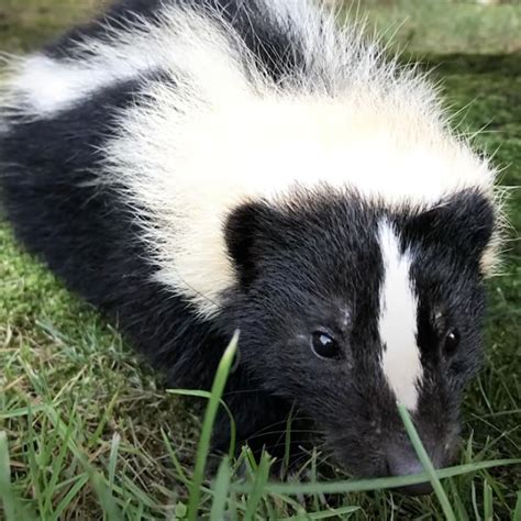 The Story Of Gerber The Skunk Emeraidvet