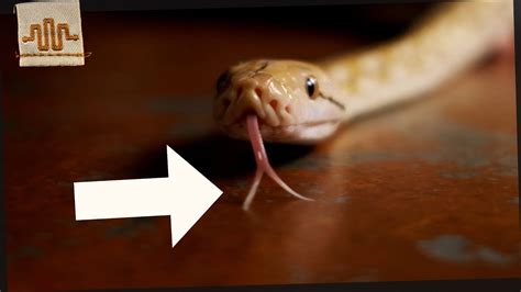 The Real Reason A Snake Has A Forked Tongue Youtube