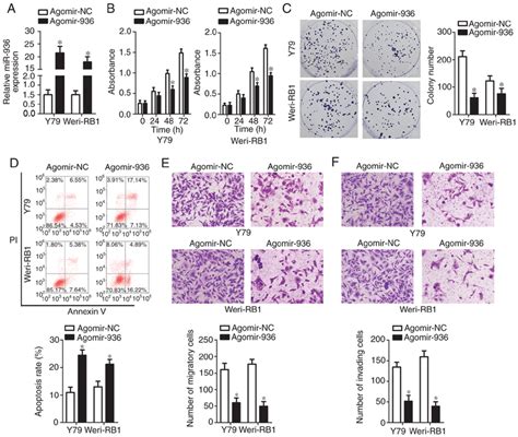 Mir Acts As A Tumor Suppressive Mirna In Rb Cell Lines Y And