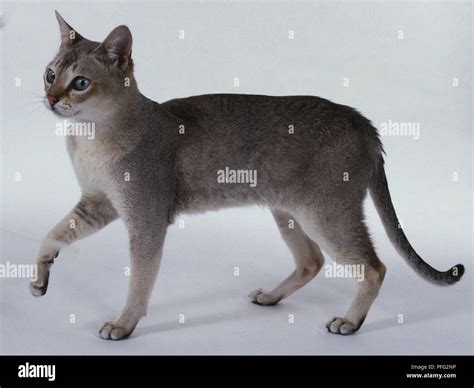 Agouti Cat Agouti The Celebrity Gene Caribbean Land And Property