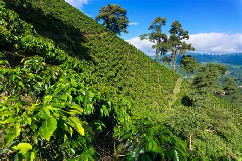 Cafe en colombia fotos de stock, imágenes de Cafe en colombia sin ...