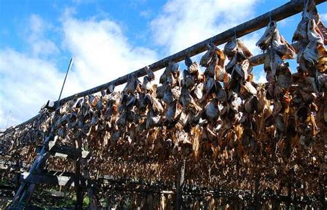 Drying Fish In Grindavik 2 Reviews And 5 Photos