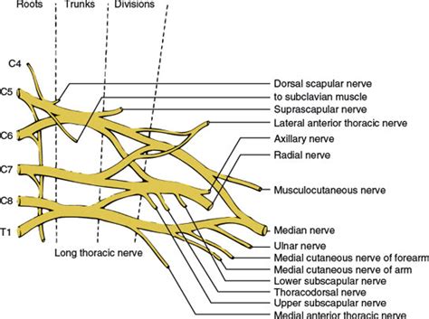 Cervical Brachial And Lumbosacral Plexi Neupsy Key