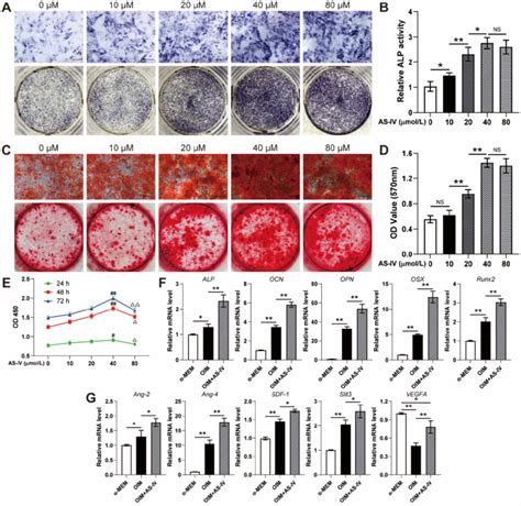 As Iv Promotes Osteogenic Differentiation Cell Viability And The