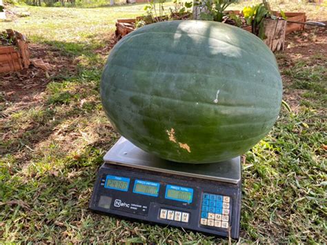 Melancia gigante é colhida em Ampére Rádio Independência FM 94 1