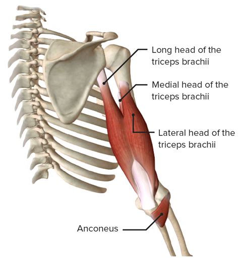 Elbow Tendon Anatomy Diagram