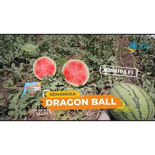 Jual Benih Resmi Semangka Hibrida Bulat Berbiji NEW Dragon BALL Isi