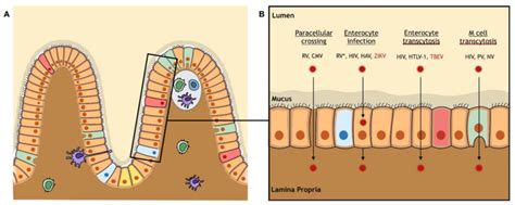 The Intestinal Barrier Anatomy And Viral Crossing A The Intestinal Download Scientific