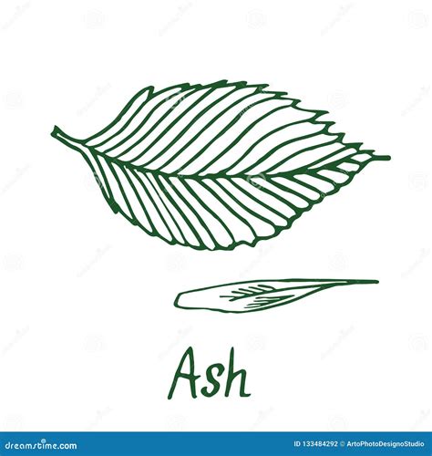 Ash Tree Fraxinus Leaf And Seed Hand Drawn Doodle Sketch Stock Vector Illustration Of Wood