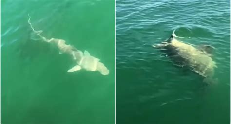 Video Viral El Insólito Momento En Que Un Pez Gigante Devora A Un Tiburón De Un Solo Bocado