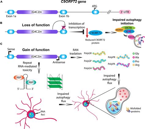 Frontiers Autophagy And Neurodegeneration Unraveling The Role Of