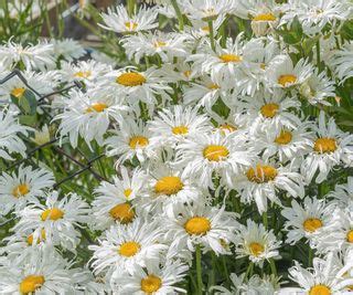 Best Shasta Daisies 10 Varieties To Add Cheer To A Yard Homes Gardens