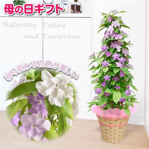 母の日 プレゼント 2024 花 ギフト 花鉢 ニオイバンマツリ 鉢植え 送料無料 フラワーギフト 生花 フラワーギフト Haha M039 2花と緑 国華園 通販 Yahoo