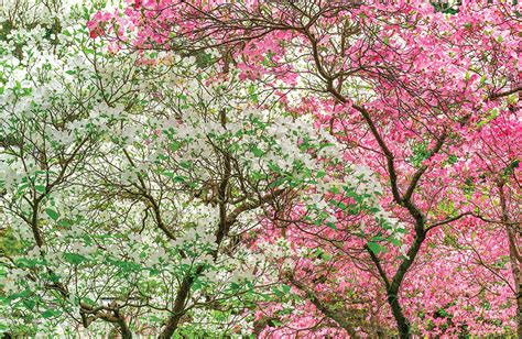 Small trees with big impact - ABC Gardening Australia magazine