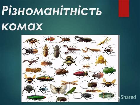 Презентация на тему: "Різноманітність комах. Ряд Таргани Тіло тарганів ...