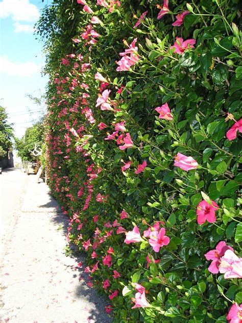 Hibiscus Hedges Hibiscus Hedge Hamilton Bermuda Bermuda Pinterest Hibiscus Garden