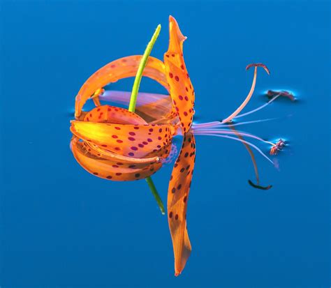 Tiger lily | Michael Wolfe | Flickr