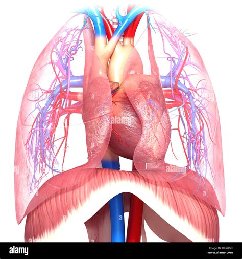 Chest Anatomy Heart - Anatomical Charts & Posters