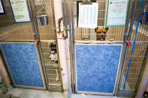 Audit Finds Multnomah County Animal Shelter Failed For Years To Spend