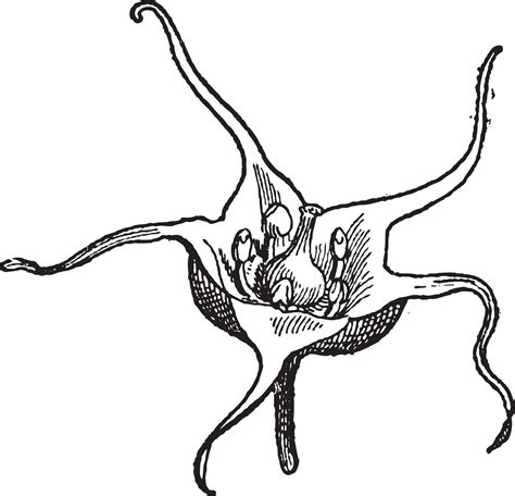 Ulluco or Ullucus tuberosus, vintage engraving 35467039 Vector Art at ...