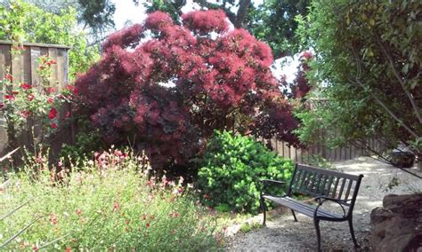 Add Smoke Tree for Dark Drama - Alden Lane Nursery