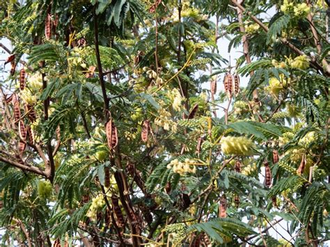 Wattle Walk With Me