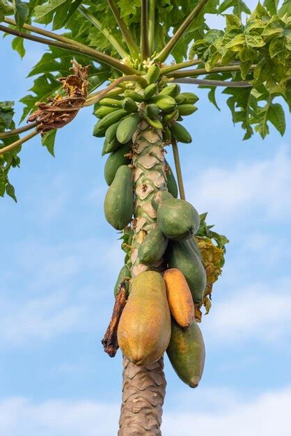 Detalles Del Rbol De Papaya De Un Hermoso Rbol De Papaya Con Enfoque