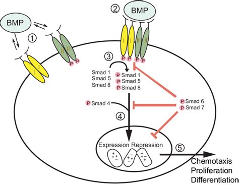 Mechanism Of Bone Morphogenetic Protein BMP Induced Osteoinduction A