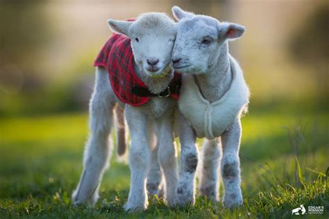 What We Can Learn About Parenting From Farm Animals | One Green Planet