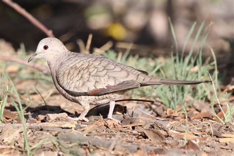 Details Inca Dove Birdguides