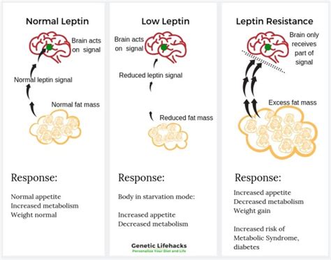 Leptin Receptors: Genetics and Hunger - Genetic Lifehacks