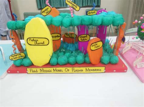 Fluid Mosaic Model Biology Projects Science Exhibition Ideas Cells Project