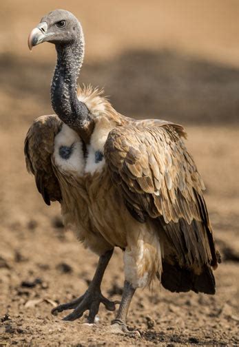 About the Indian Vulture, Gyps indicus | Vulture Conservancy