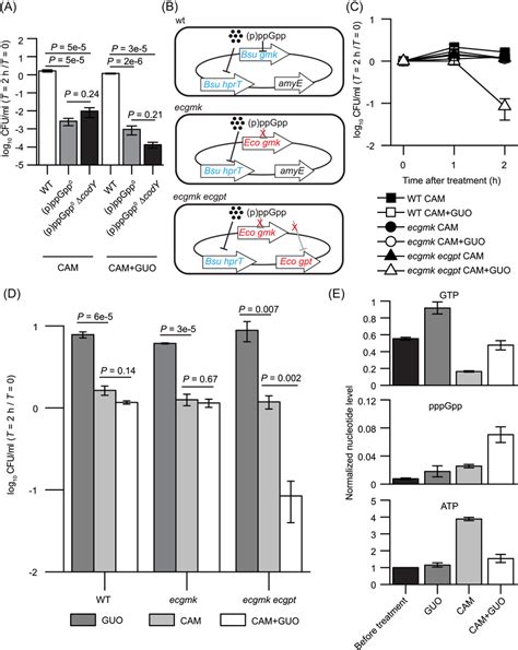 Increasing GTP In Wildtype Cells Potentiates Chloramphenicol CAM