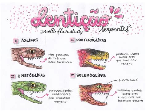 Dentição Serpentes Anatomia I