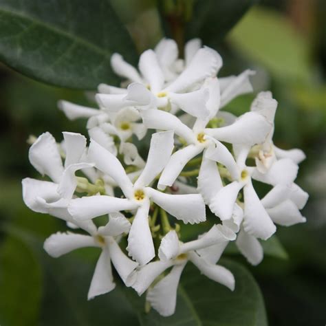 Buy Star Jasmine Trachelospermum Jasminoides Delivery By Waitrose