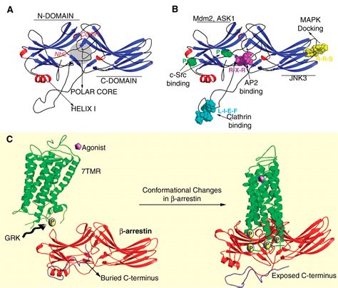 Transduction Of Receptor Signals By β Arrestins Science